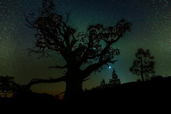 _MG_1151 tree2