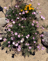 2025-07-08_14-18-52_003