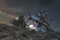 Bristlecone Milky Way_MG_1199 2026