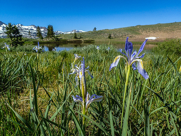 Wild Iris