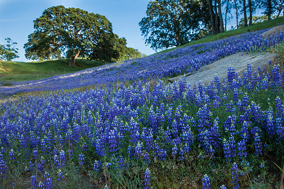 Lupine _MG_5253