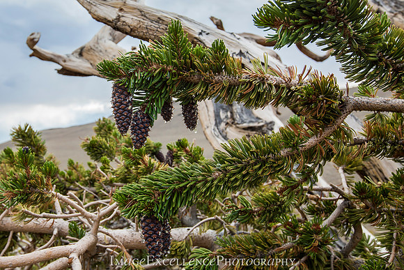 Bristlecone Pine MG_9468