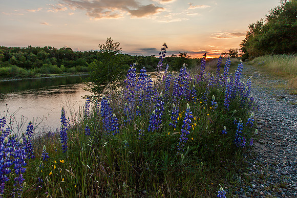 Lupine at Sailor Bar_MG_6005