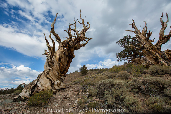 Bristlecone Pines MG_9472