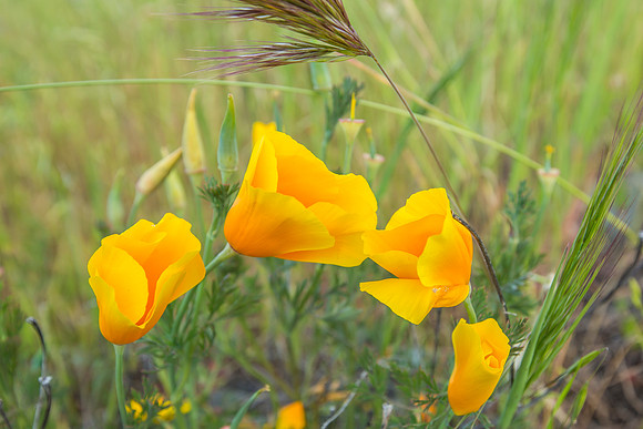 California Poppies